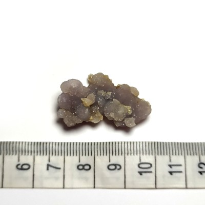 Grape Chalcedon č.5