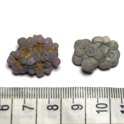 Grape Chalcedon č.12