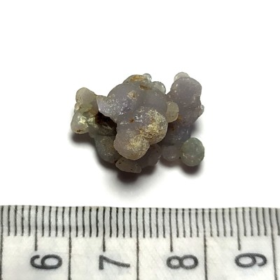 Grape Chalcedon č.15